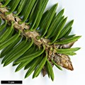 SpeciesSub: subsp. yulongxueshanensis